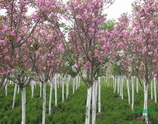 西府海棠小苗庭院行道綠化西府海棠苗直銷西府海棠樹苗圖片