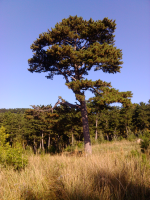 油松产地    云杉