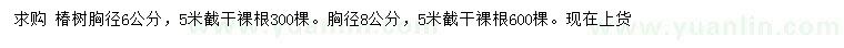 求购胸径6、8公分椿树