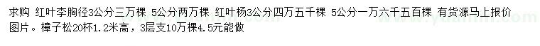 求购红叶李、红叶杨、樟子松