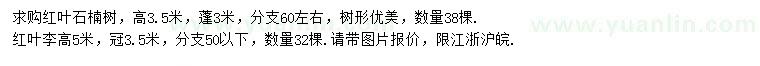 求购高3.5米红叶石楠、5米红叶李