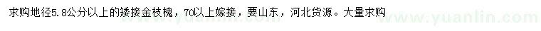 求购地径5.8公分以上矮接金枝槐