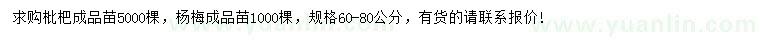 求购60-80公分枇杷、杨梅成品苗