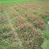 红叶石楠 小苗，贵州红叶石楠，红叶石楠基地