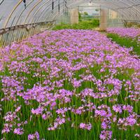 宿根花卉  紫娇花