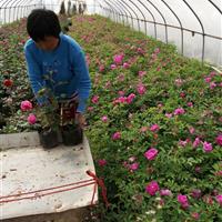 江苏盆栽四季玫瑰价格便宜、批发四季玫瑰工程苗、玫瑰月季图片