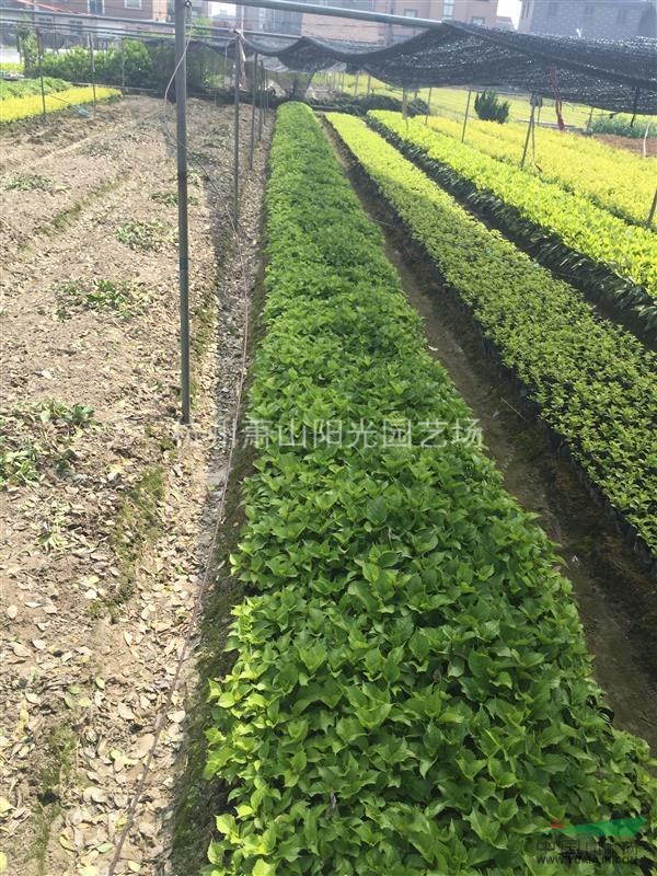 供应八仙花色块苗 小杯苗 小毛球 及小球类基地_种植厂家_产地报价单