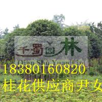 10公分桂花树价格,10公分桂花树价格,10公分桂花价格