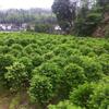 福建武平供地栽红豆杉球高2米、冠1-1.5米、50元棵