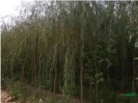 柳树供应/柳树图片/柳树基地/柳树价格/柳树产地/柳树行情