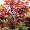 北美红栎扦插繁殖技术