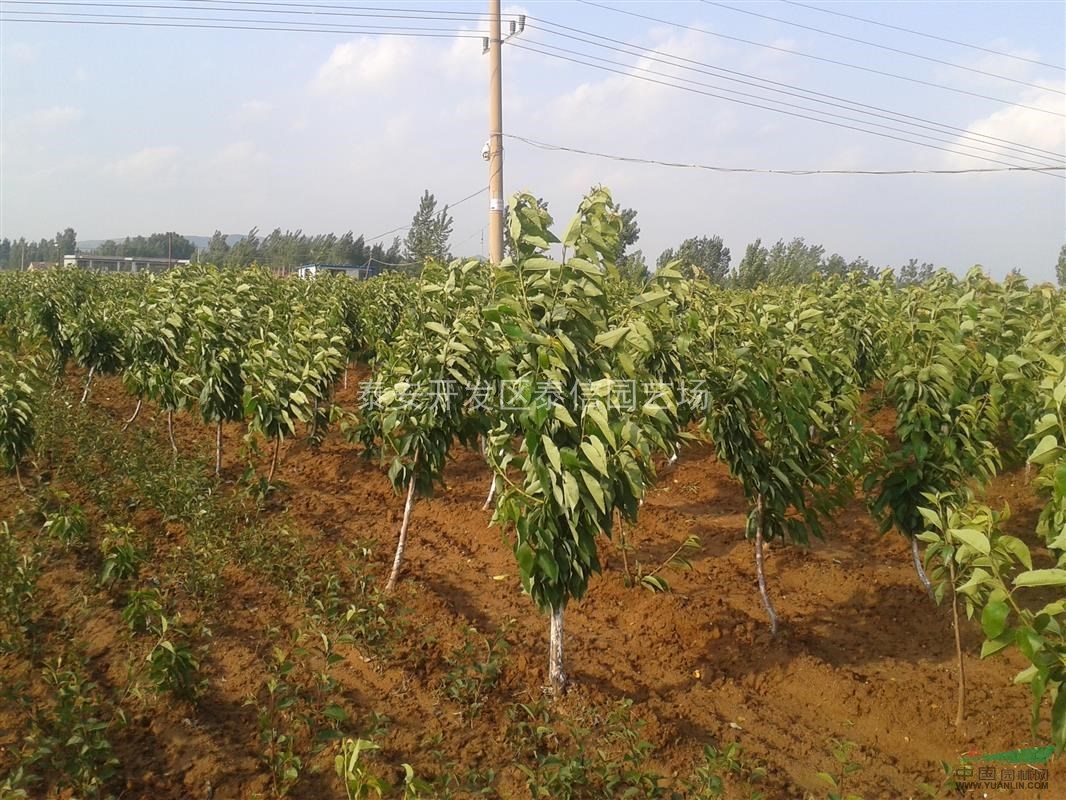 沙蜜豆樱桃苗_樱桃树苗价格基地_种植厂家_产地报价单_泰安开发区泰信