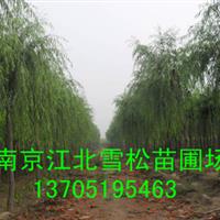 垂柳价格 青皮垂柳价格报价