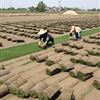 供应果岭草草坪、果岭草草皮、沙培果岭草