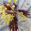 狄波拉黄金枫长出长出红色嫩叶：优惠的狄波拉黄金枫
