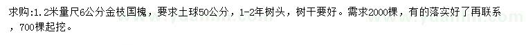 求购1.2米量6公分金枝国槐