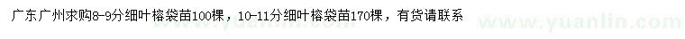 求购8-9、10-11公分细叶榕