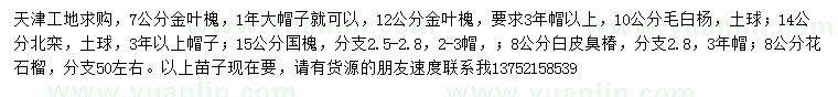 求购金叶槐、毛白杨、国槐