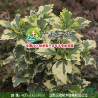 江西花叶木槿2信息