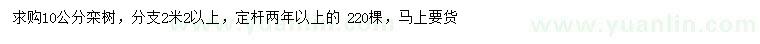 求购10公分栾树