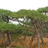 安徽油松树——口碑好的山东造型油松供应商