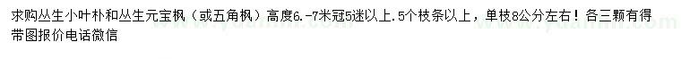 求购丛生小叶朴、丛生元宝枫、丛生五角枫