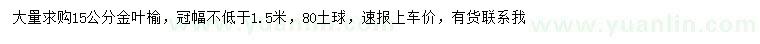 求购15公分金叶榆