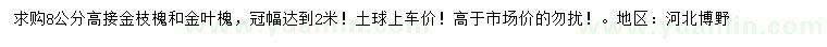 求购8公分高接金枝槐、金叶槐