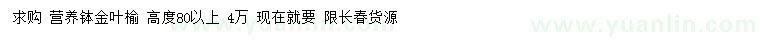 求购高80公分以上金叶榆