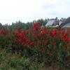 红火箭红火球紫薇扦插枝条出售山东地区