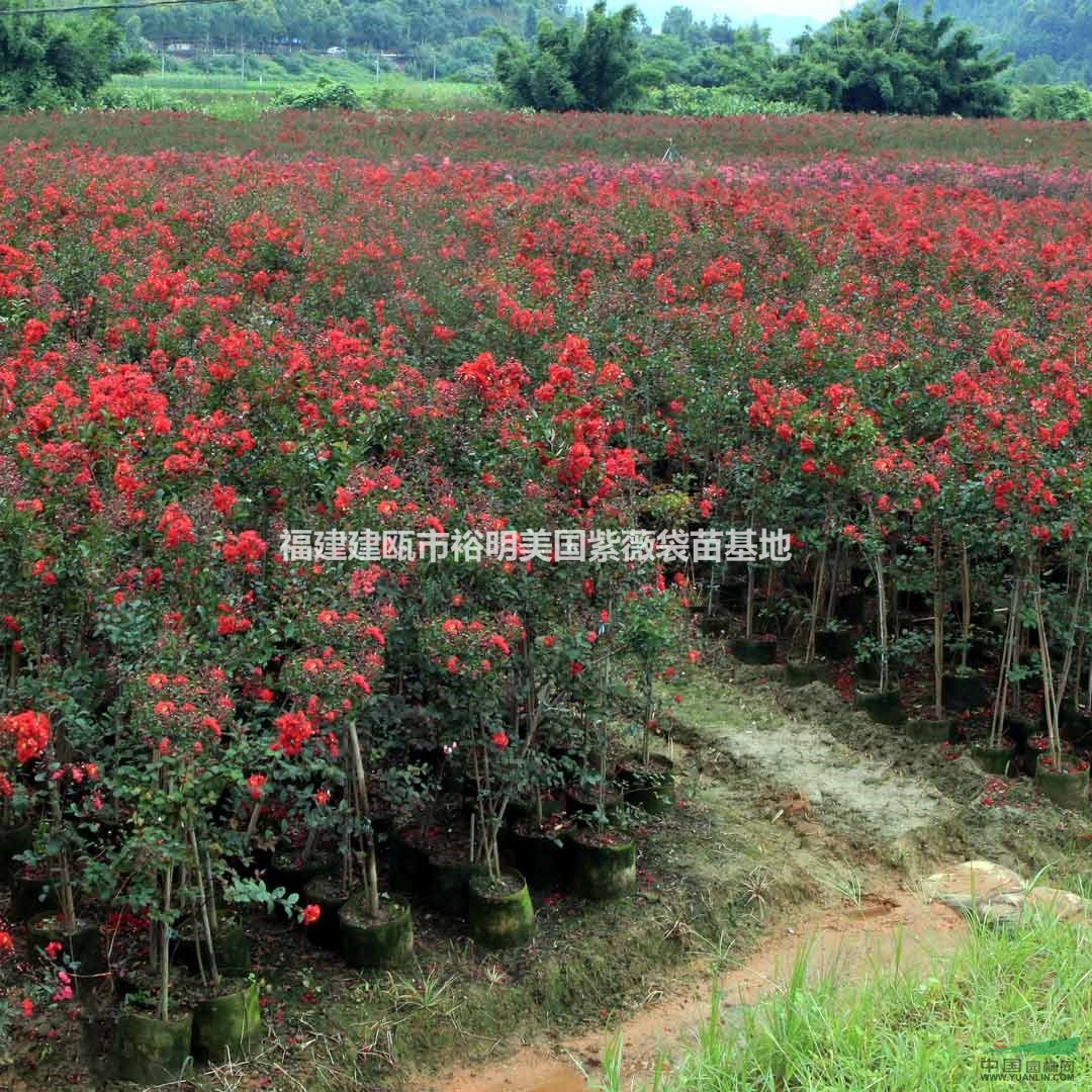 建瓯红火球紫薇苗 造型红火球紫薇批发 千亩红火球紫薇基地