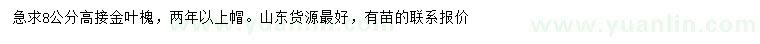 求购8公分高接金叶槐