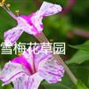 紫茉莉，胭脂花、洗澡花、夜繁花、夜来香、夜娇娇、潮来花、