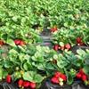 20草莓苗、红颜草莓苗、甜查理草莓苗、大棚专供%品种纯价格低