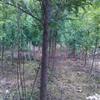 红豆杉小苗，地径2公分3万棵，高1.5米南方红豆杉