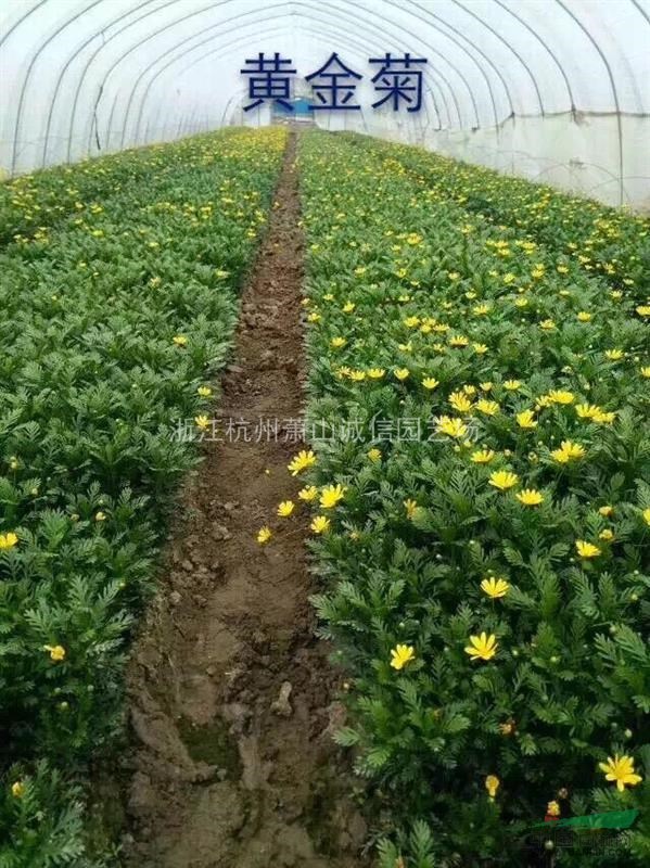 黄金菊高度25 孝顺竹 南天竹 栀子花法国冬青 龟甲冬青基地 种植厂家 产地报价单 浙江花镜园林有限公司