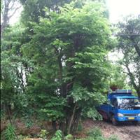 温州地区大量出售榕树、青冈砾、香樟、朴树、榆树