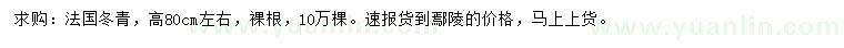 求购高80公分法国冬青