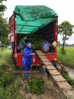 毛鹃装车现场报价/上海毛鹃装车现场报价