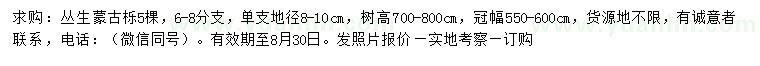 求购高700-800公分丛生蒙古栎