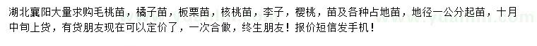 求购毛桃树苗、橘子树苗、板栗树苗等