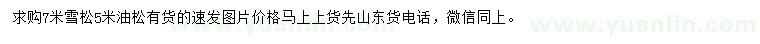 求购7米雪松、5米油松