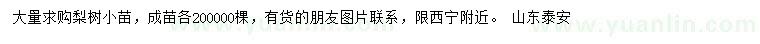 求购梨树小苗、成苗