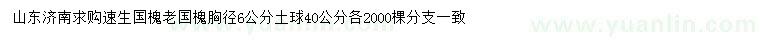 求购胸径6公分速生国槐、老国槐