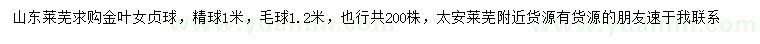 求购1、1.2米金叶女贞球