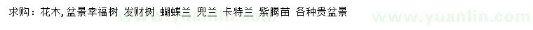 求购幸福树、发财树、蝴蝶兰等