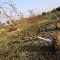 肥西县红旗苗木种植专业合作社供应鸡爪槭