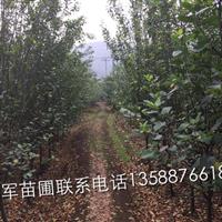 供应大量3到8公分垂丝海棠，西府海棠