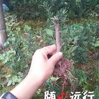 “植物大熊猫曼地亚红豆杉粗枝苗500万株重庆驰腾苗木基地抛售