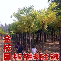 黄金槐种植基地  黄金槐树价格  大规格金枝国槐基地